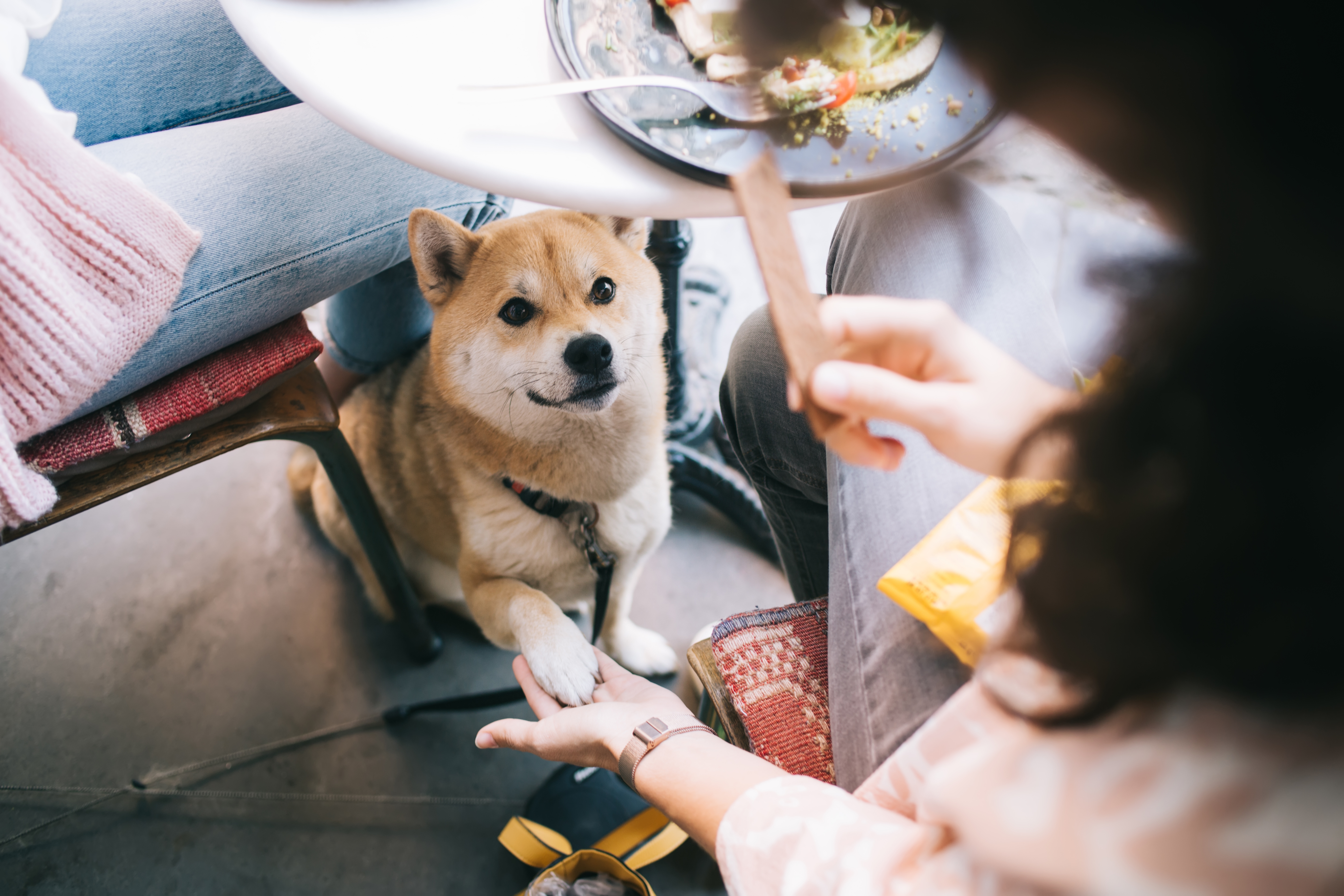 Fido al ristorante